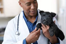Pet service 