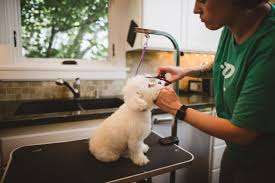 Veterinary care