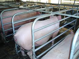 Animal mating breeding