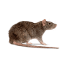 Cane rats