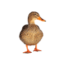 Ducks