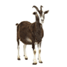 Goats 