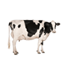 Cow, goats etc